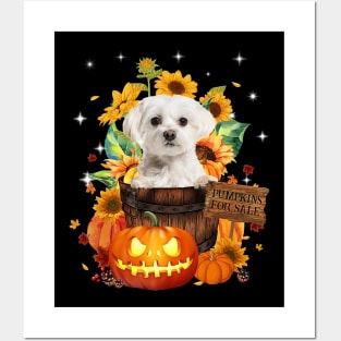 White Maltese Halloween Pumpkin Fall Bucket Posters and Art